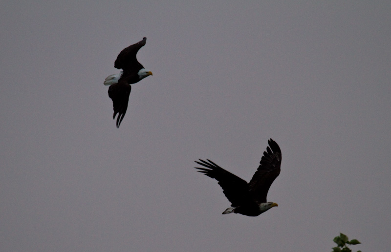 Bald Eagles In Flight